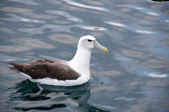 Image of White-capped Albatross