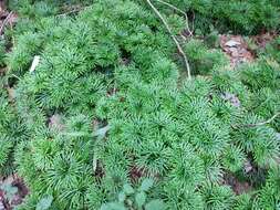 Image of fan clubmoss