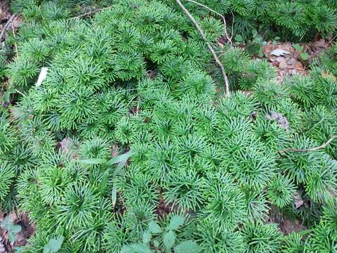 Image of fan clubmoss