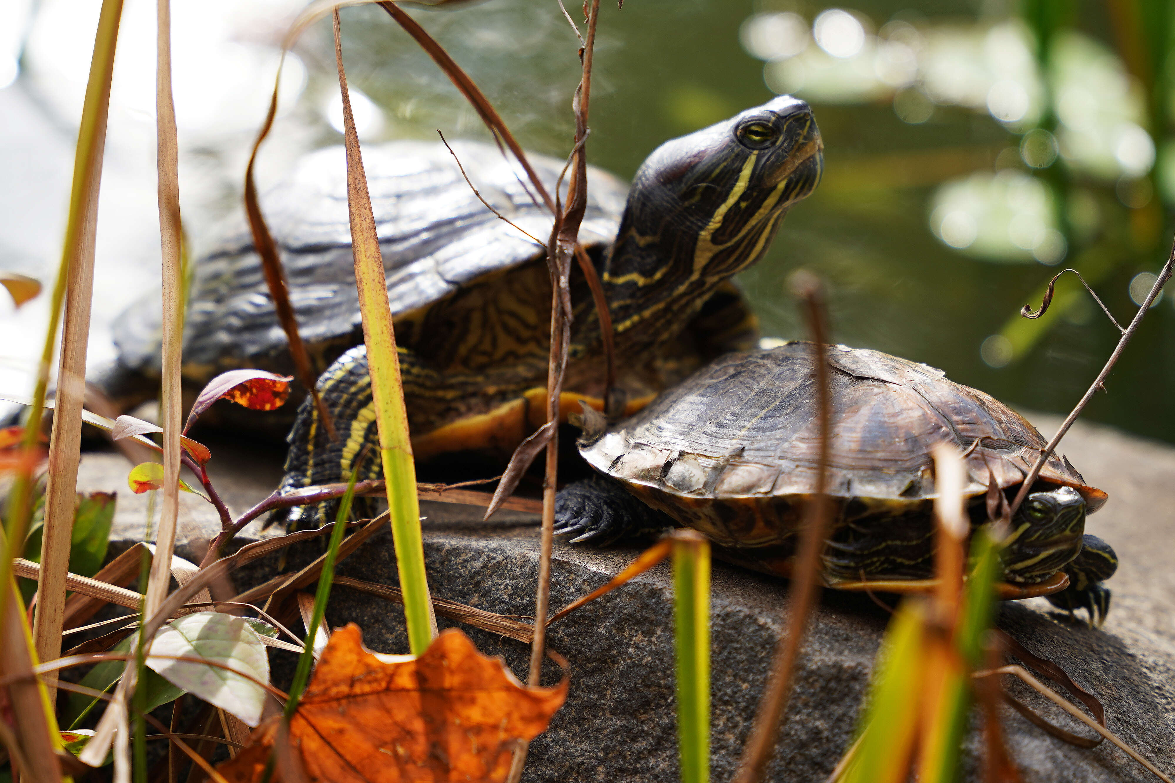 Image of slider turtle, red-eared terrapin, red-eared slider