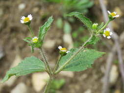 Image of Smooth peruvian daisy