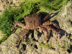 Image of marbled rock crab