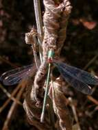 Image of Chalcolestes Kennedy 1920