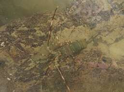 Image of Green Spiny Lobster