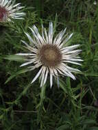 Image of Carlina acaulis L.