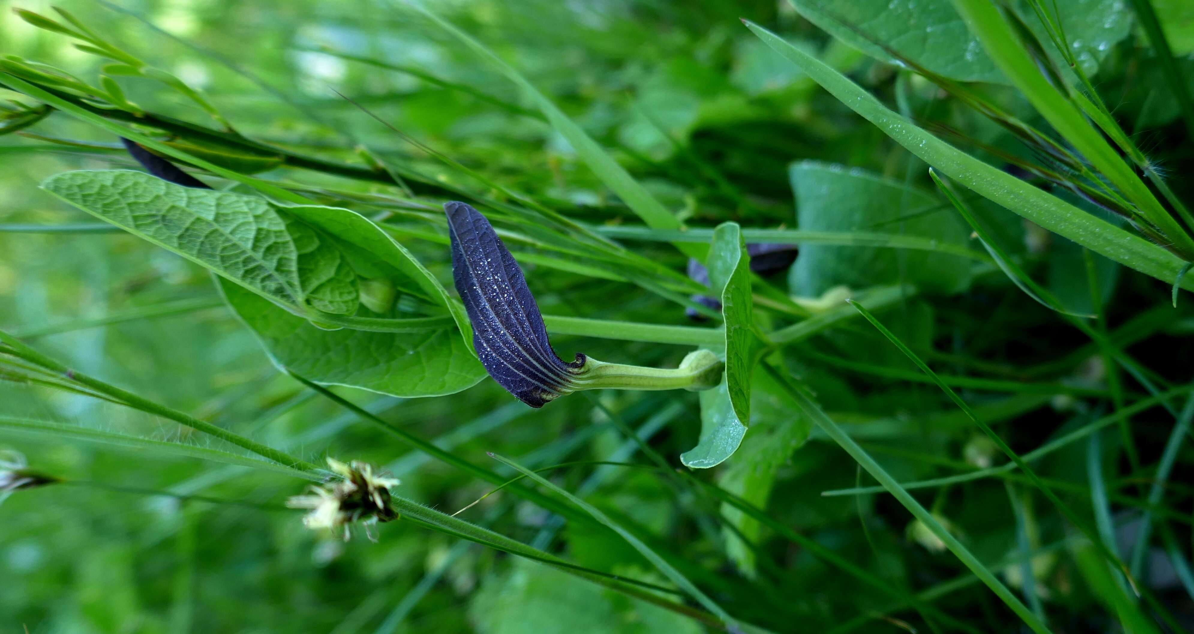 Image of Smearwort