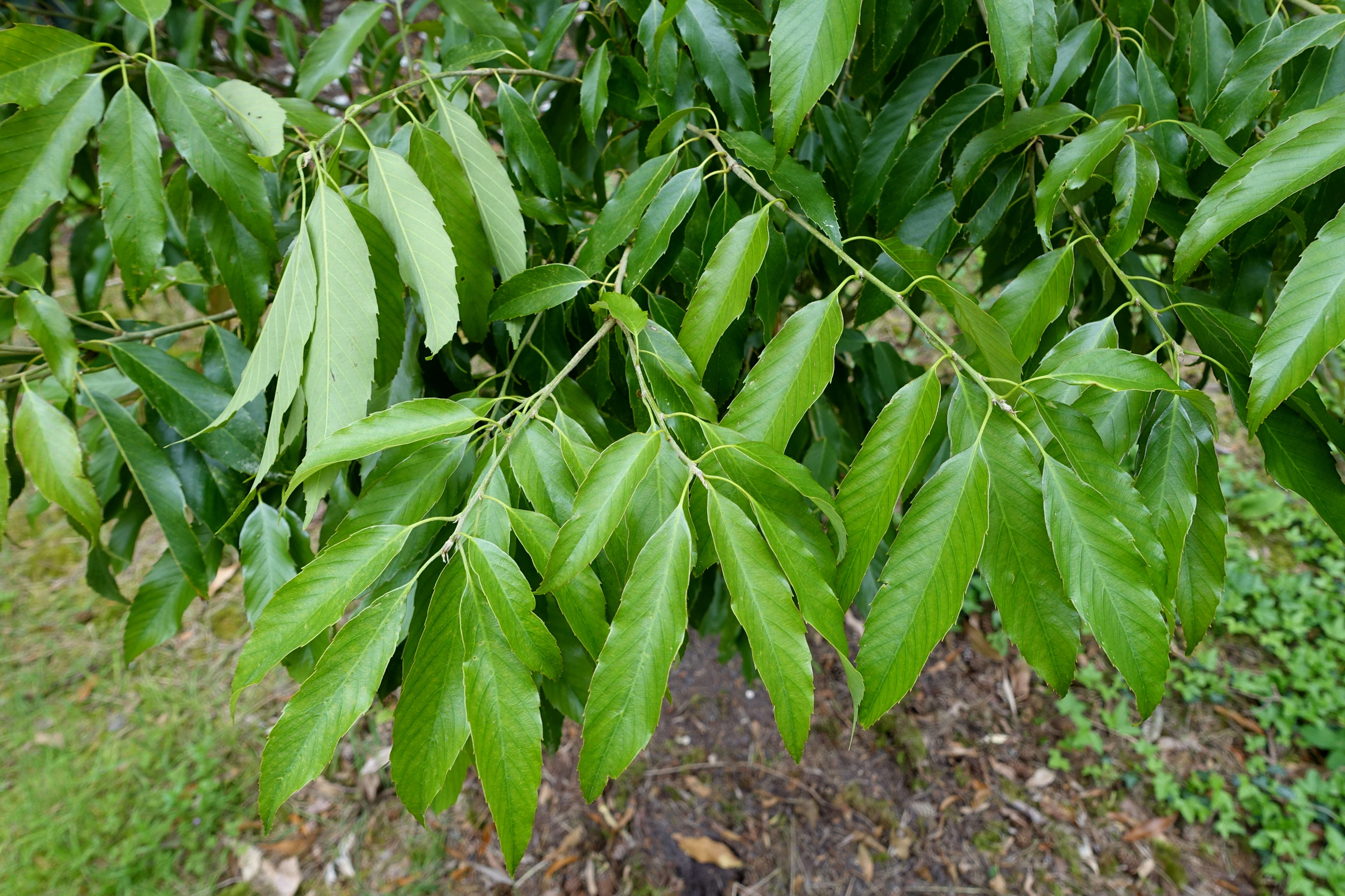 Imagem de Quercus stenophylloides Hayata