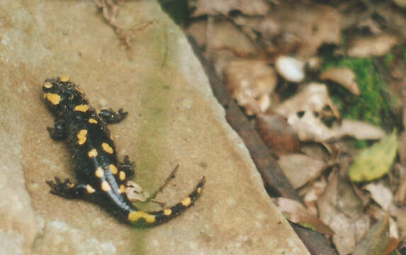 Salamandra longirostris Joger & Steinfartz 1994的圖片