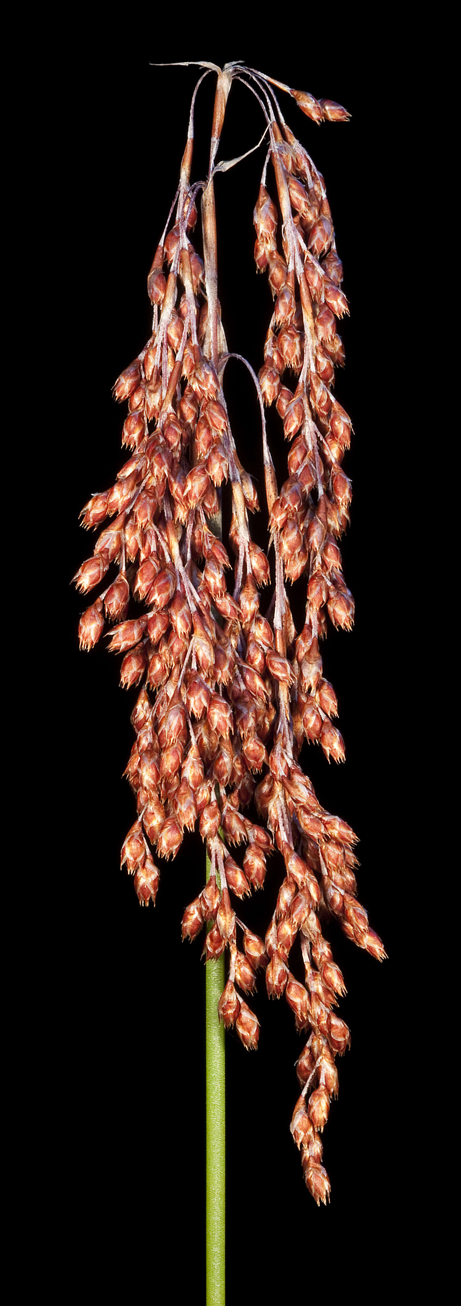 Image of Leptocarpus laxus (R. Br.) B. G. Briggs