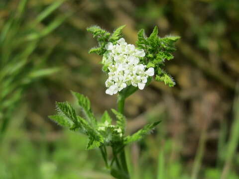 Image of garden chervil