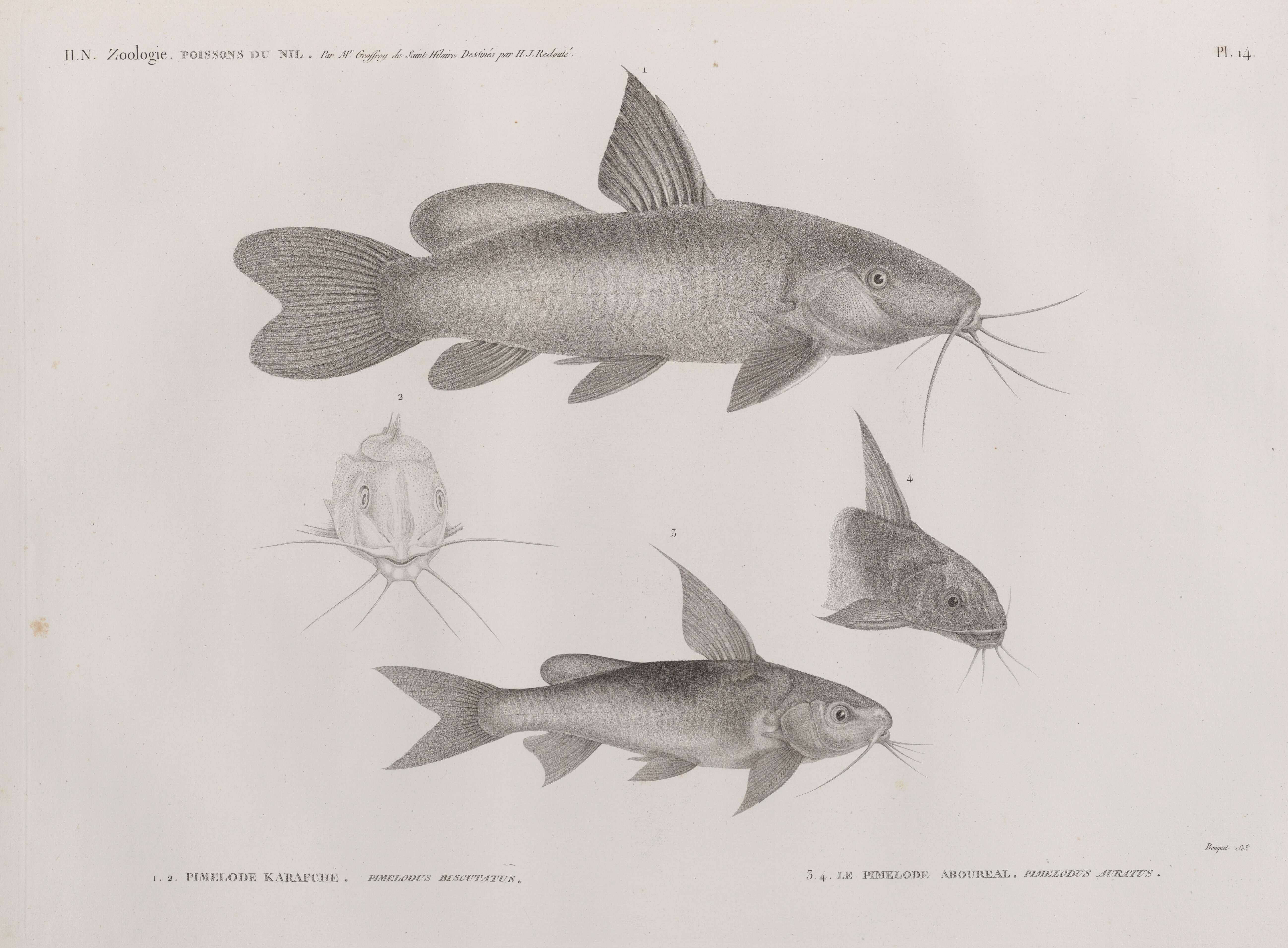 Image de Chrysichthys auratus (Geoffroy Saint-Hilaire 1809)