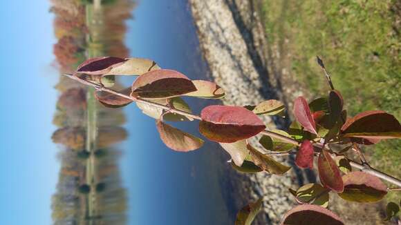 Image of Black Haw Viburnum