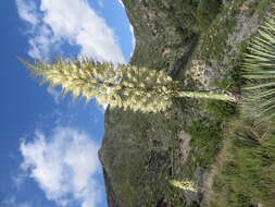 Image of hesperoyucca