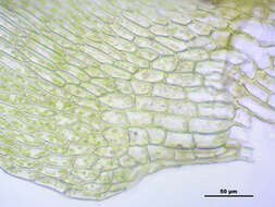 Слика од Brachythecium mildeanum W. P. Schimper ex Milde 1862