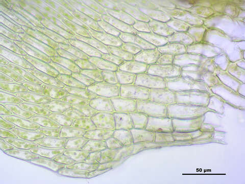 Image of brachythecium moss