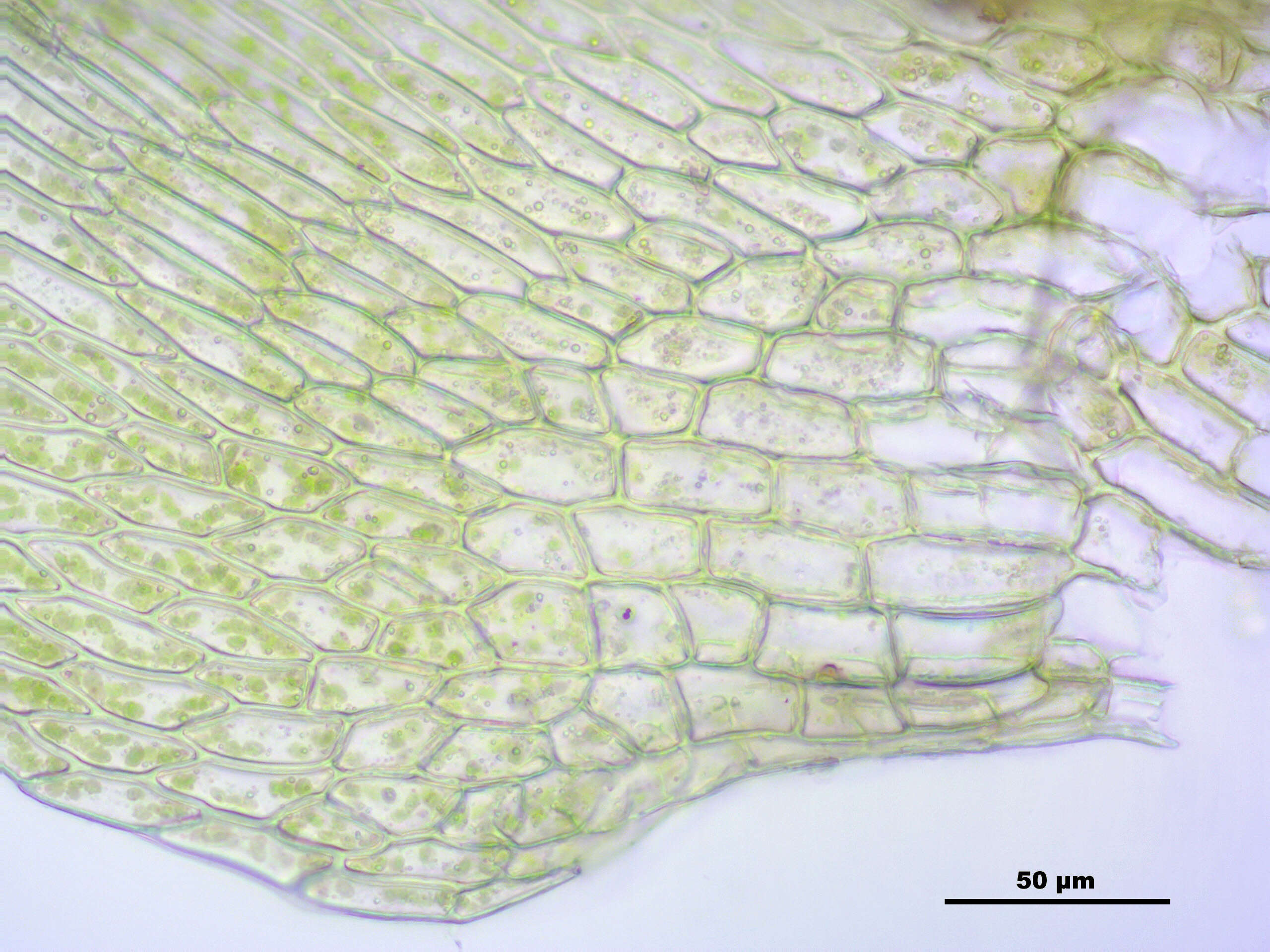 Слика од Brachythecium mildeanum W. P. Schimper ex Milde 1862