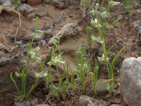 Image of broadfruit combseed