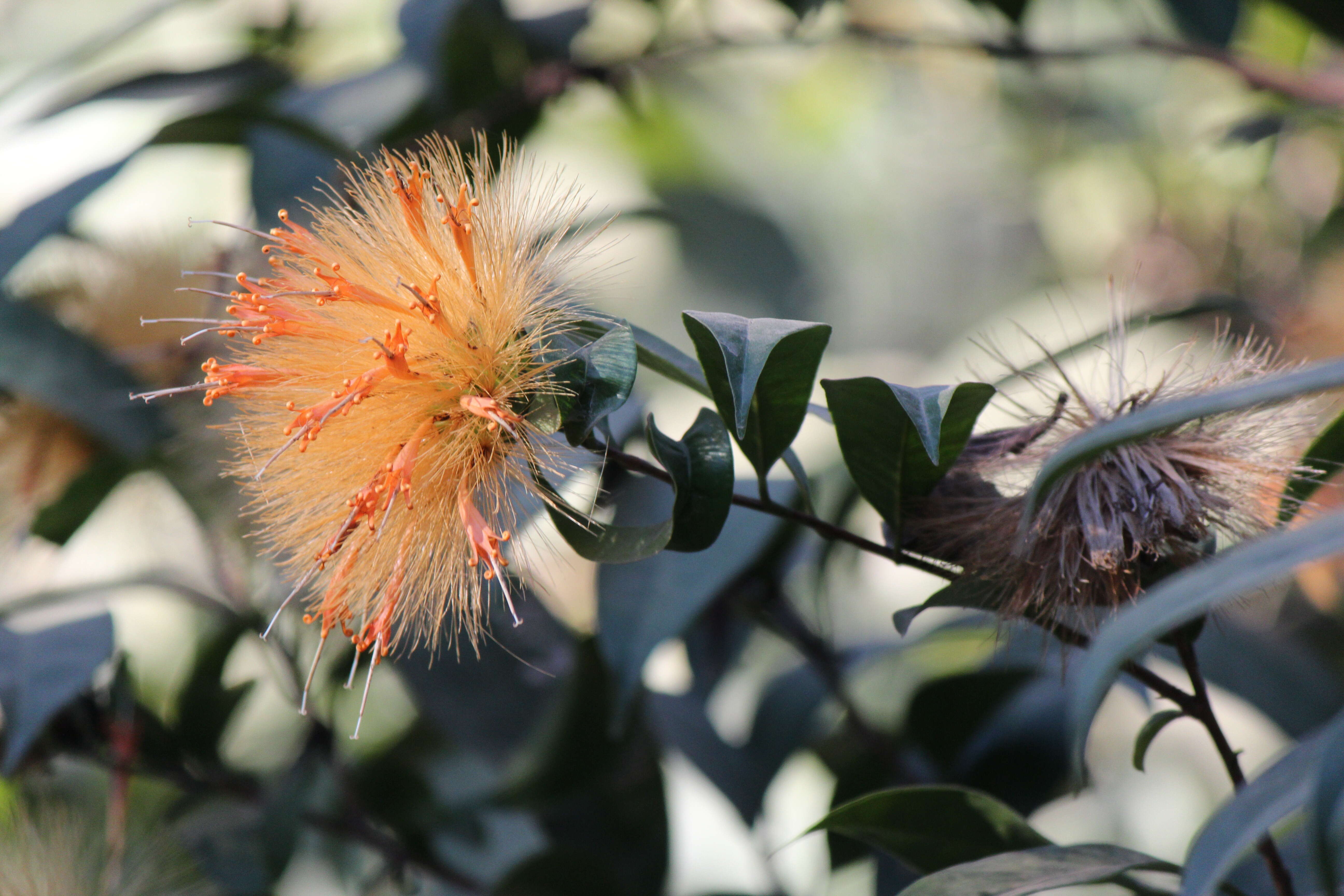 Image of Stifftia chrysantha Mikan