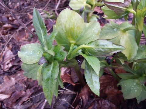 Image of Green Hellebore