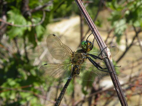 Image of Balkan Emerald