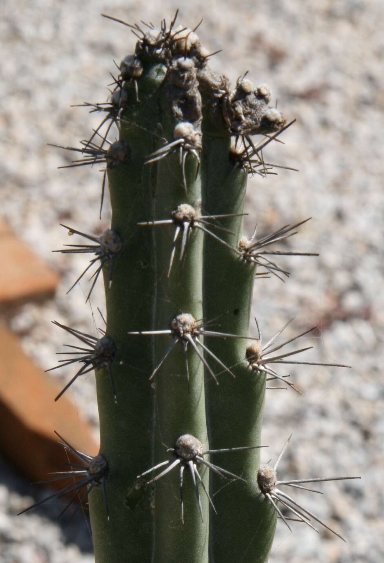 Image of Cereus estevesii P. J. Braun