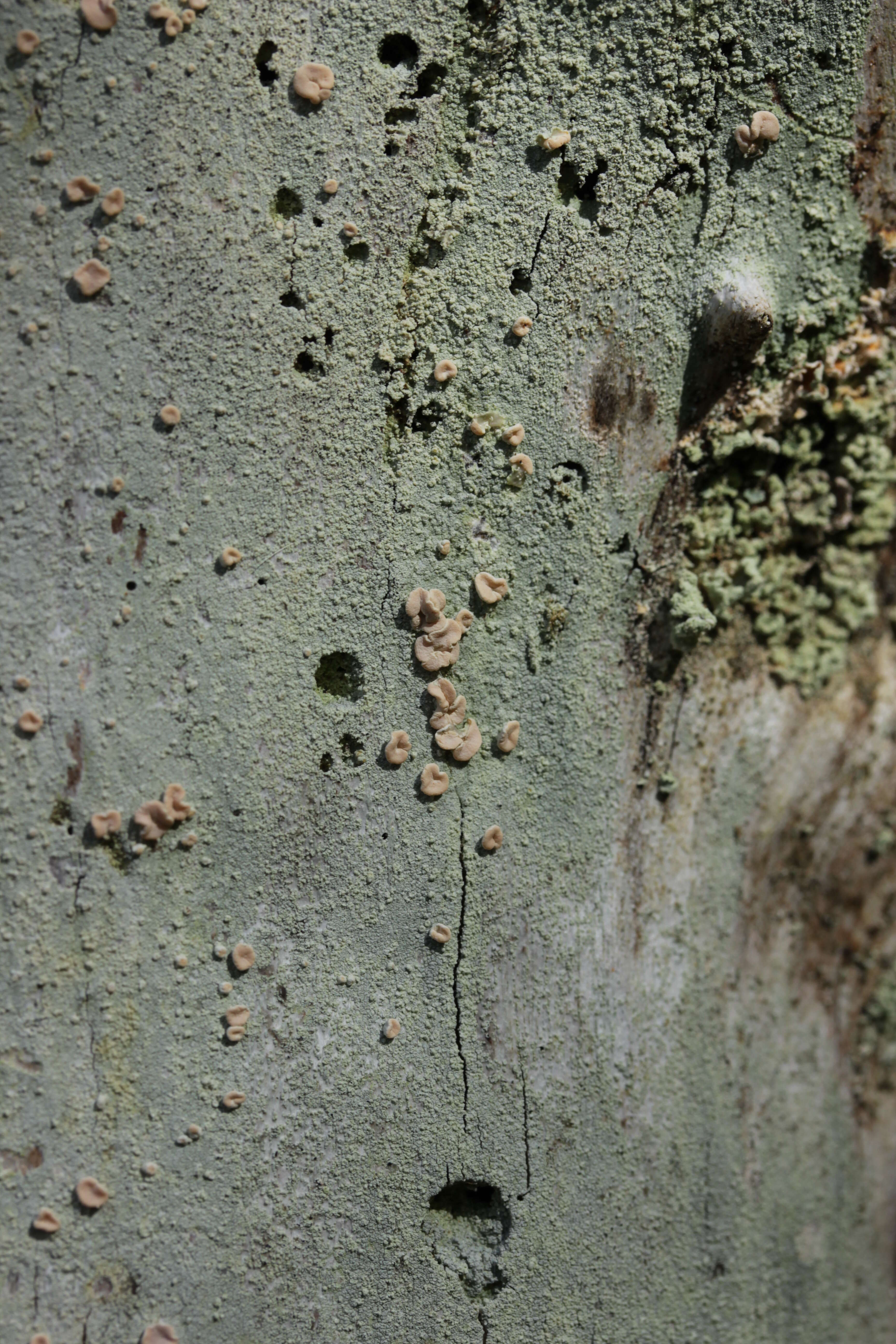 Image of peppermint drop lichen