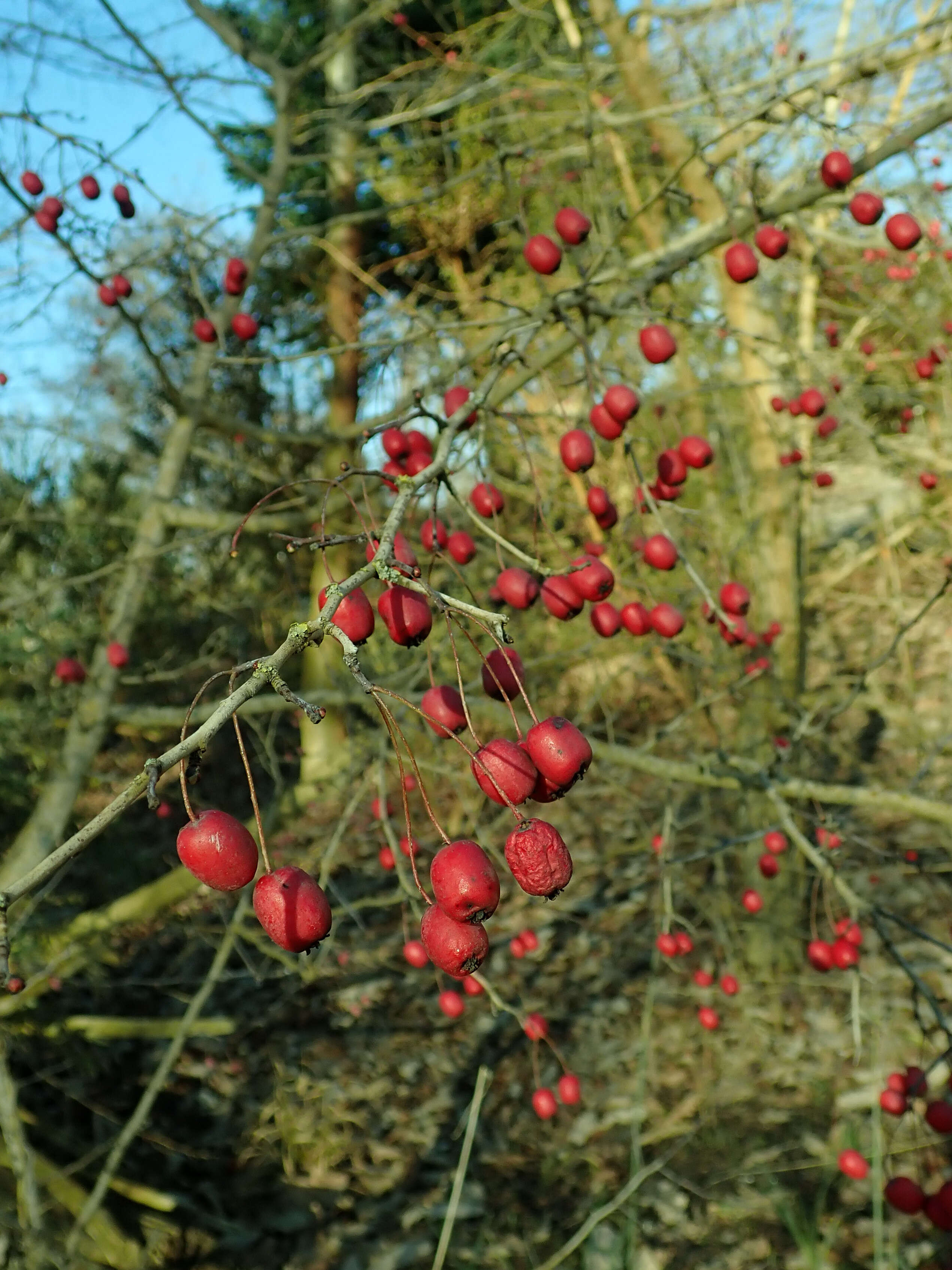 Image of Crataegus microphylla C. Koch