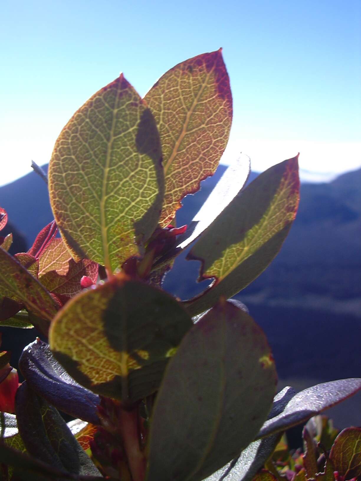 Image de Vaccinium reticulatum Sm.