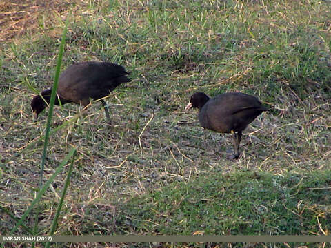 Image of Common Coot