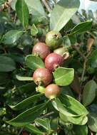 Image of Guinea guava