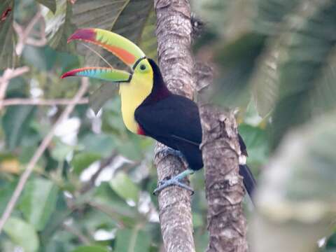 Image of Keel-billed Toucan