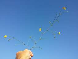 Image of Narrow-leaved Bird's-foot-trefoil