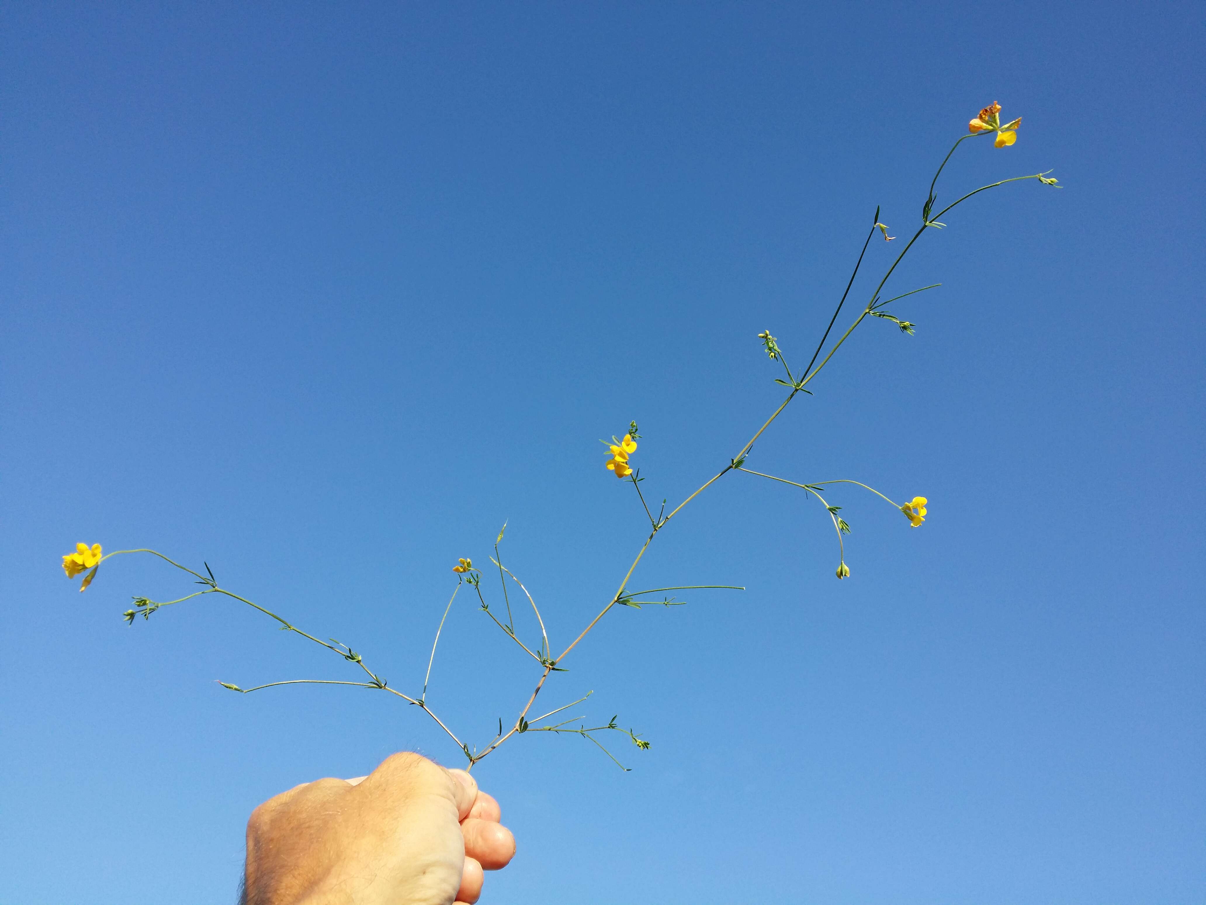 Image of Narrow-leaved Bird's-foot-trefoil