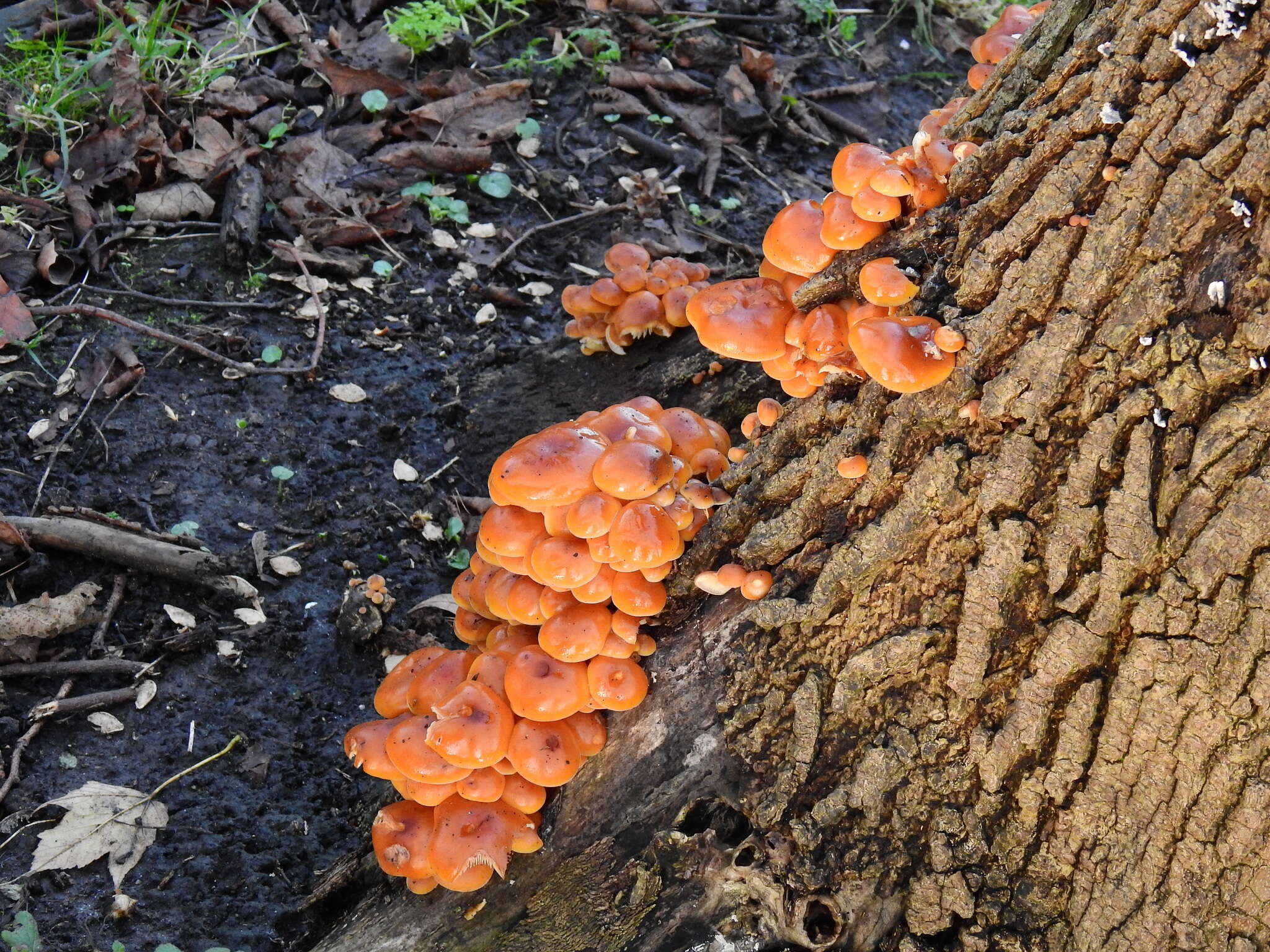 Plancia ëd Flammulina velutipes (Curtis) Singer 1951