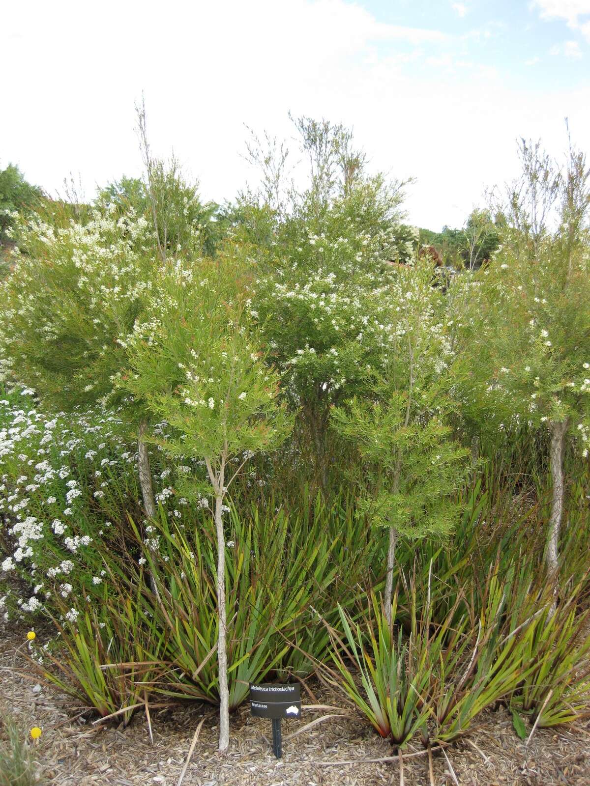 Image of Melaleuca trichostachya Lindl.