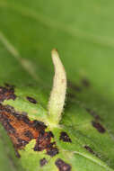 Image of Eriophyes tiliae