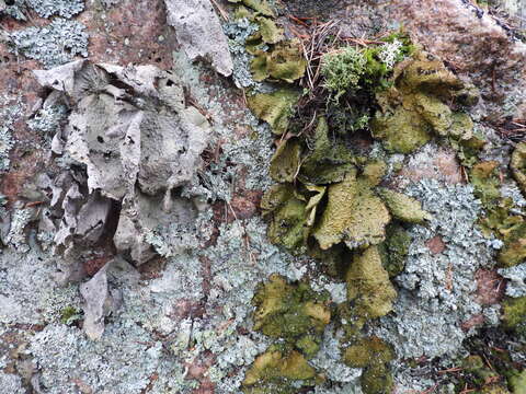 Image of blistered navel lichen