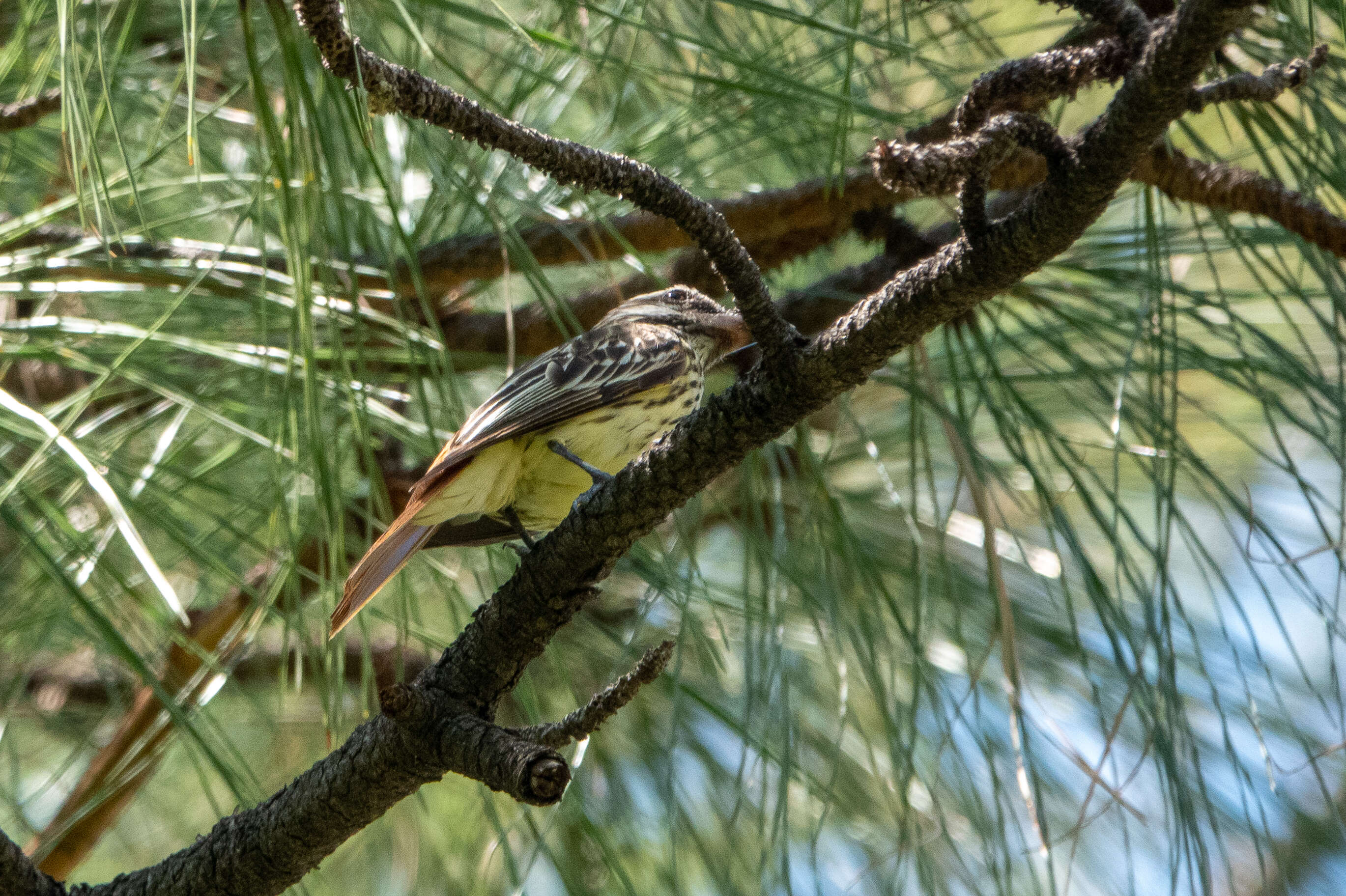 Image of Sulphur-bellied Flycatcher