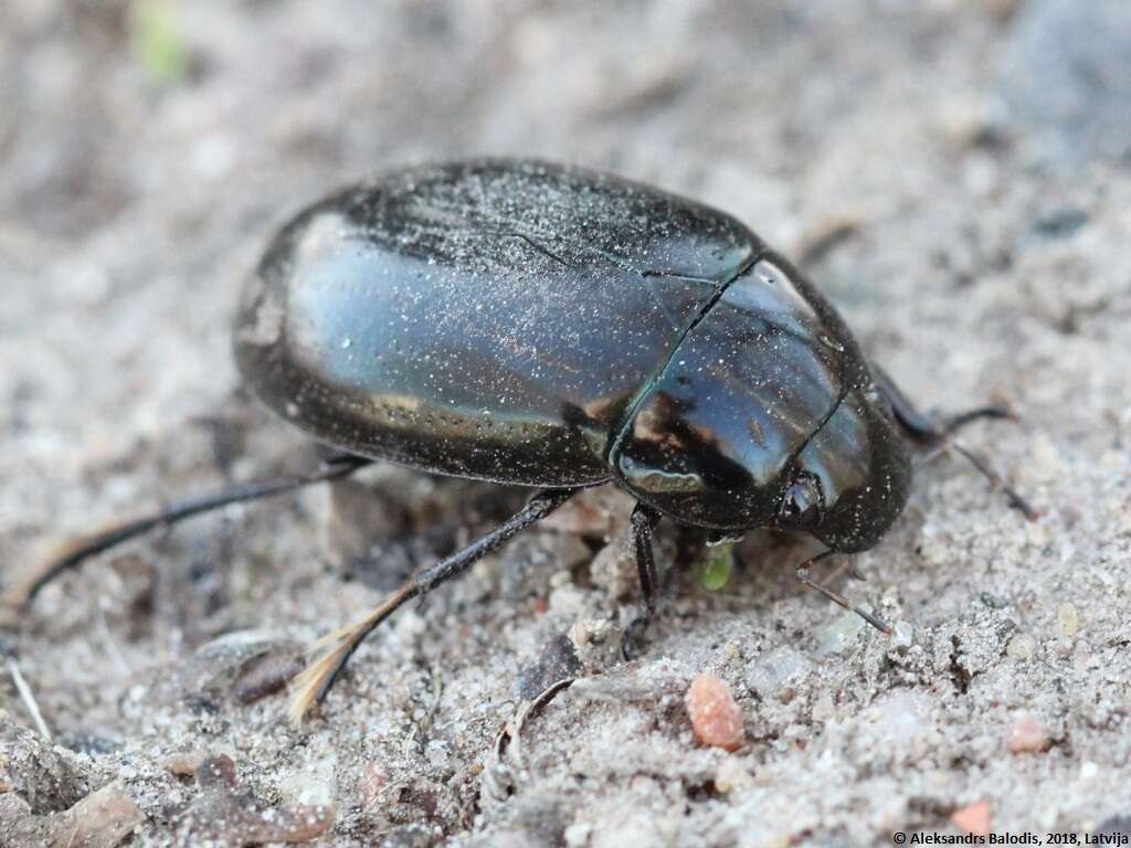 Image of Lesser silver water beetle