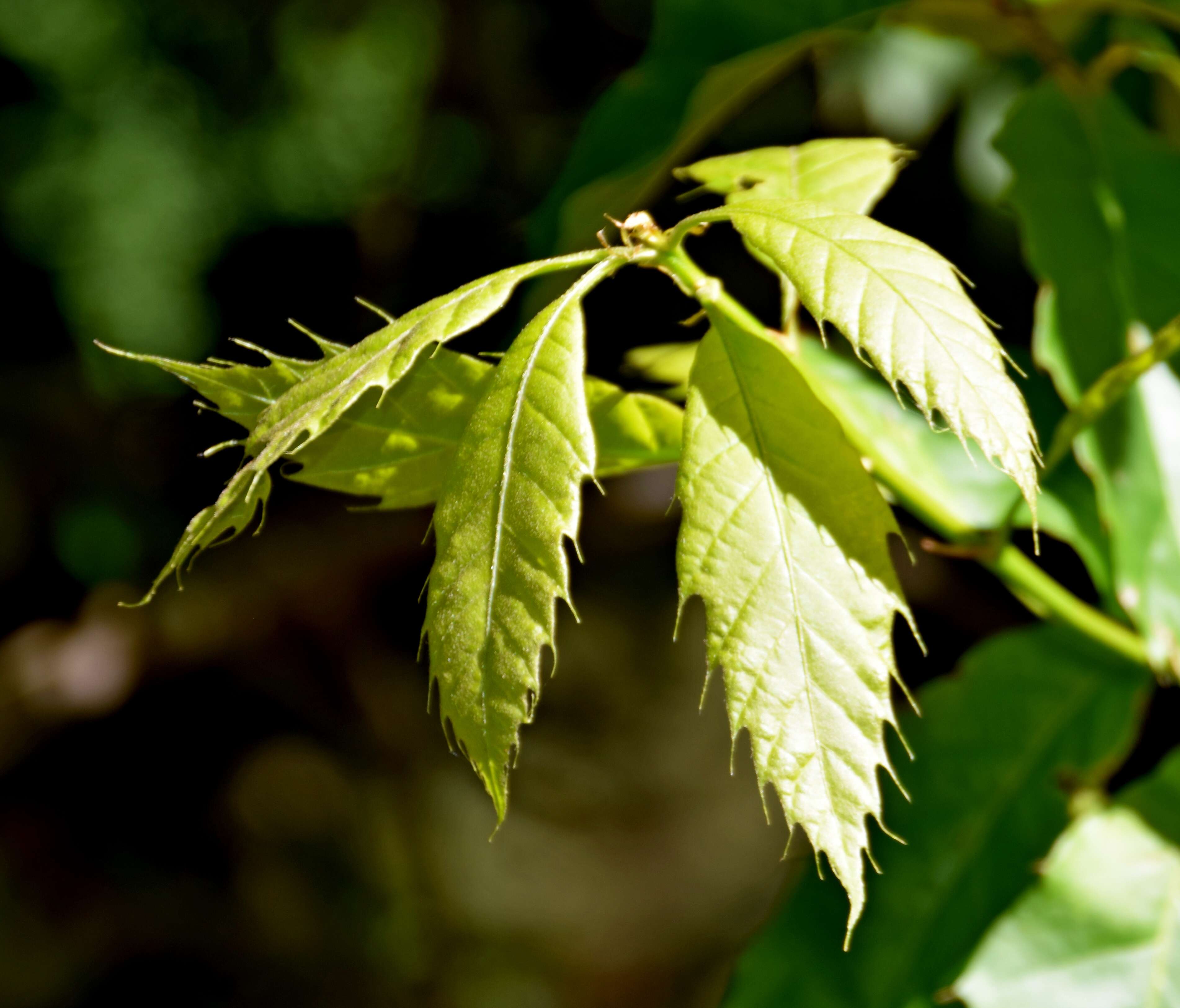 Imagem de Quercus xalapensis Bonpl.