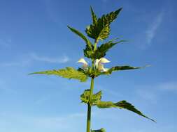 Image of white deadnettle