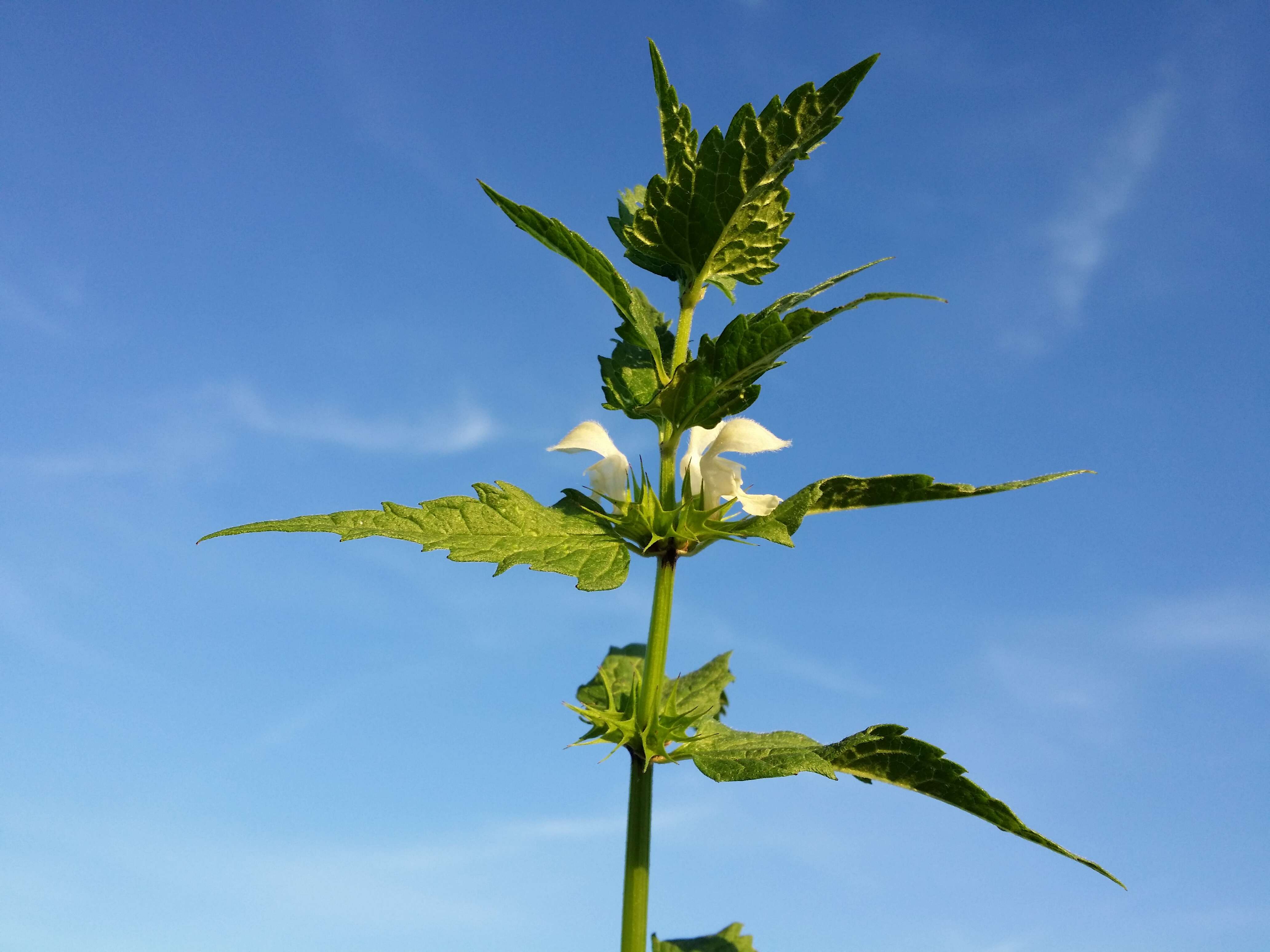 Image of white deadnettle