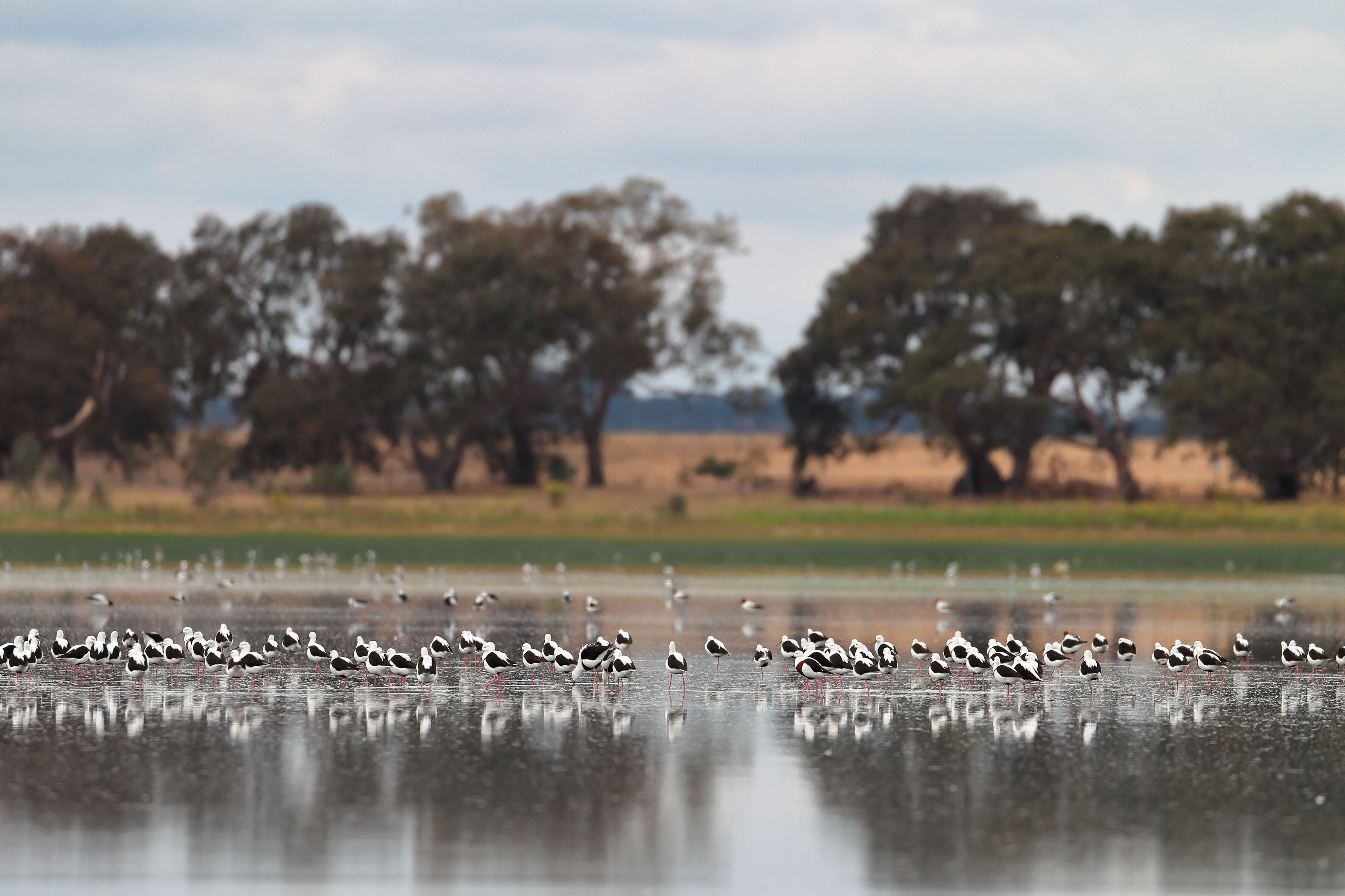 Image of Australian Red-necked Avocet