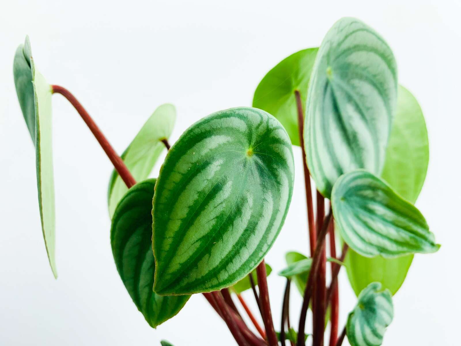 Image of Peperomia argyreia (Miq.) E. Morr.