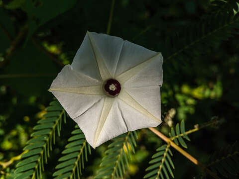 Image of Obscure Morning Glory