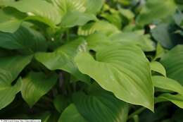 Imagem de Hosta plantaginea (Lam.) Asch.