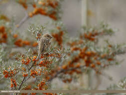 Image of Spanish Sparrow