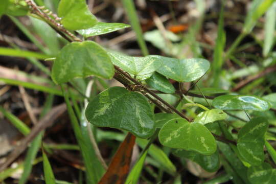 Image of Passiflora bogotensis Benth.