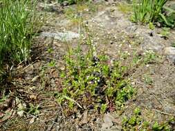 Image of Round-leaved Bedstraw