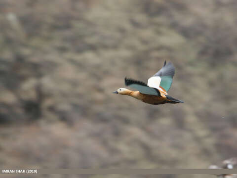 Image of Ruddy Shelduck